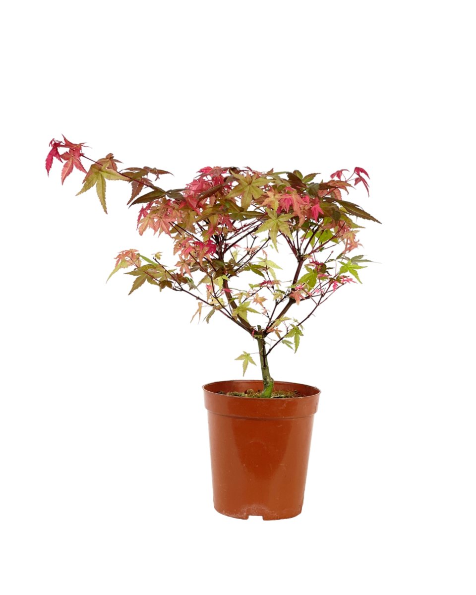 Acer Palmatum Maple Bonsai (Japan) - grow pot - Potted plant - Tumbleweed Plants - Online Plant Delivery Singapore