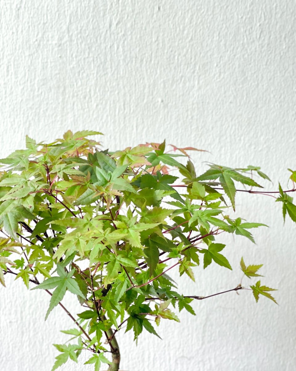 Acer Palmatum Maple Bonsai (Japan) - grow pot - Potted plant - Tumbleweed Plants - Online Plant Delivery Singapore