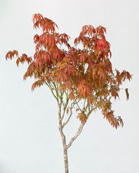 Acer Palmatum Tree - grow pot - Potted plant - Tumbleweed Plants - Online Plant Delivery Singapore