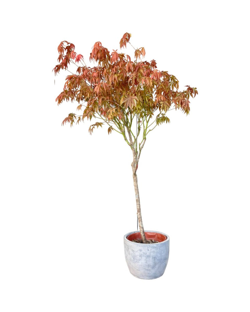 Acer Palmatum Tree - grow pot - Potted plant - Tumbleweed Plants - Online Plant Delivery Singapore