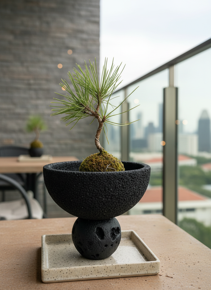 Pinus Thunbergii Kokedama (Japan)