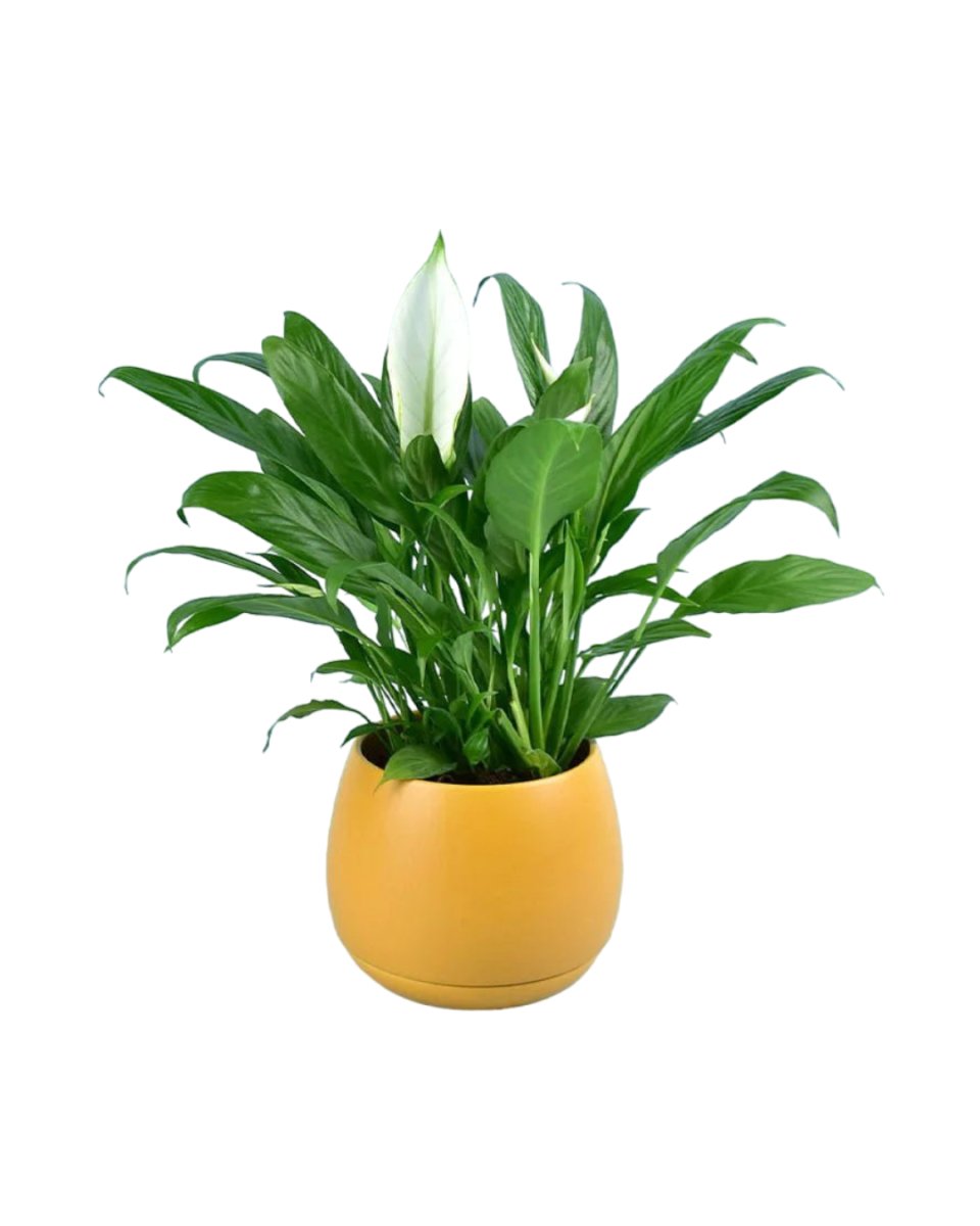 Addie Planter - Big - Pot - Tumbleweed Plants - Online Plant Delivery Singapore