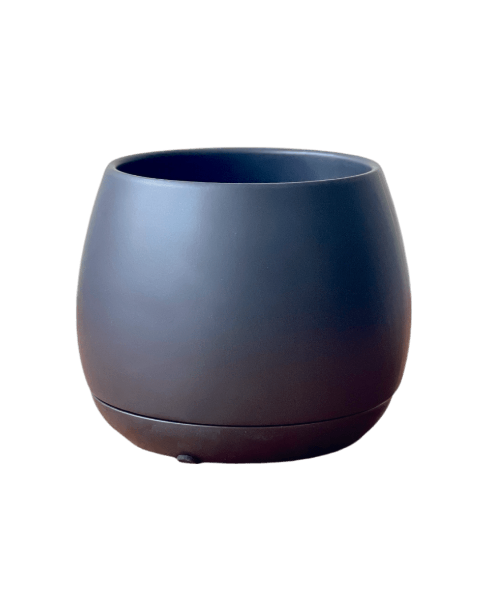 Addie Planter - Pots - POT - ADDI - LRGBLC - 2867 - Tumbleweed Plants - Online Plant Delivery Singapore