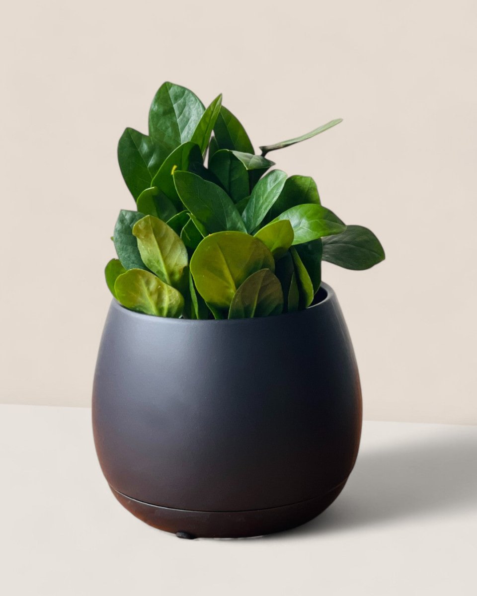 Addie Planter - Pots - POT - ADDI - LRGBLC - 2867 - Tumbleweed Plants - Online Plant Delivery Singapore