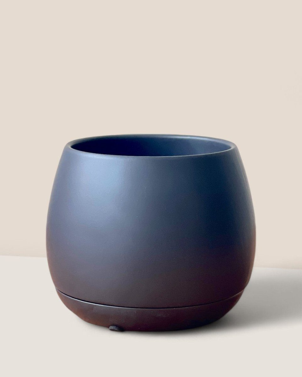 Addie Planter - Pots - POT - ADDI - LRGBLC - 2867 - Tumbleweed Plants - Online Plant Delivery Singapore