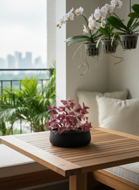 Oxalis Triangularis Purple Shamrocks