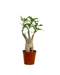 Adenium Desert Rose Plant - grow pot - Potted plant - Tumbleweed Plants - Online Plant Delivery Singapore