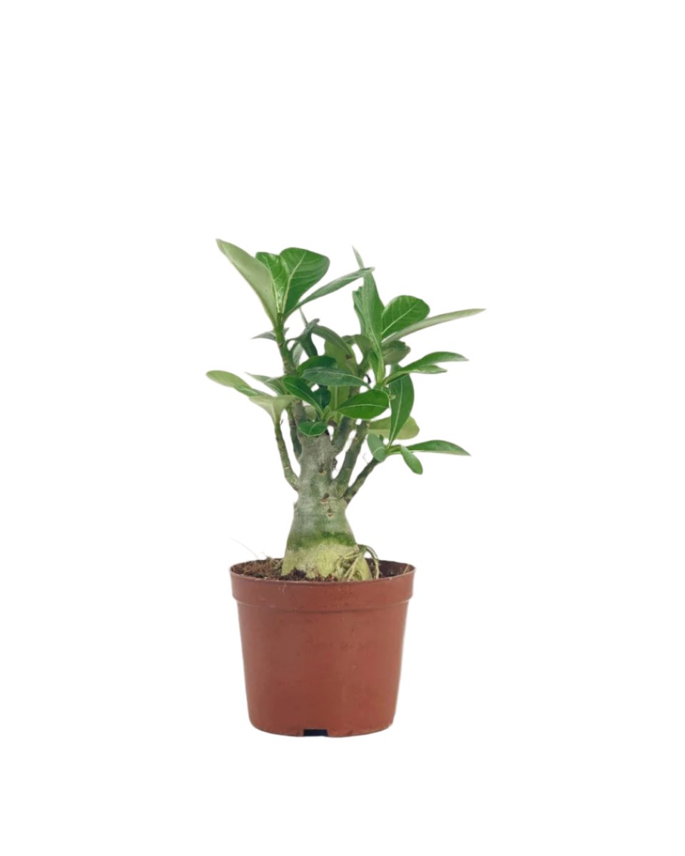 Adenium Desert Rose Plant - grow pot - Potted plant - Tumbleweed Plants - Online Plant Delivery Singapore