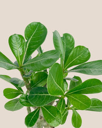 Adenium Plant (0.4m) - grow pot - Potted plant - Tumbleweed Plants - Online Plant Delivery Singapore