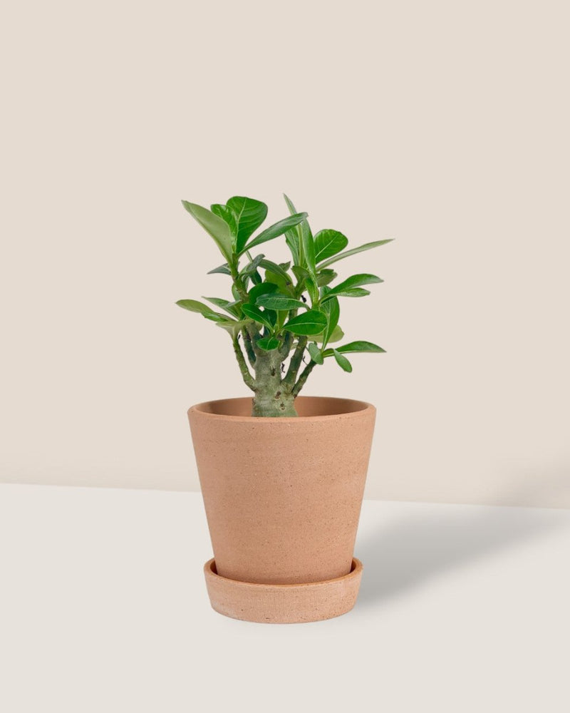Adenium Plant (0.4m) - grow pot - Potted plant - Tumbleweed Plants - Online Plant Delivery Singapore