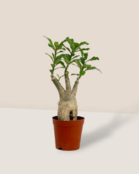 Adenium Plant - grow pot - Potted plant - Tumbleweed Plants - Online Plant Delivery Singapore
