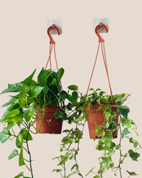 Adhesive Wall Plant hook - Plant Accessories - PLAN - ADHE - 6501 - Tumbleweed Plants - Online Plant Delivery Singapore