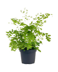 Adiantum - Maidenhair Fern Plant - grow pot - Potted plant - Tumbleweed Plants - Online Plant Delivery Singapore