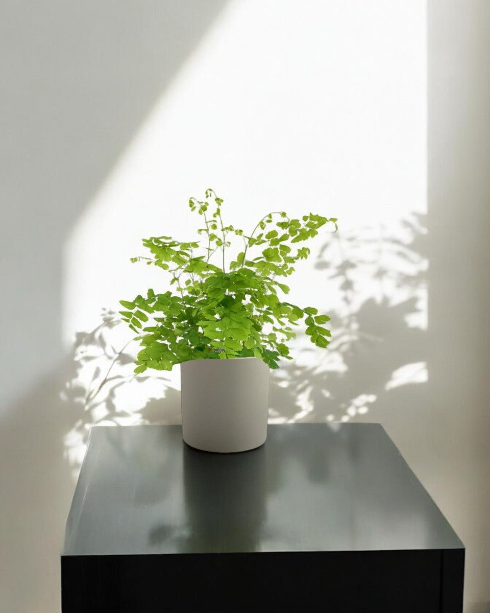 Adiantum - Maidenhair Fern Plant - grow pot - Potted plant - Tumbleweed Plants - Online Plant Delivery Singapore