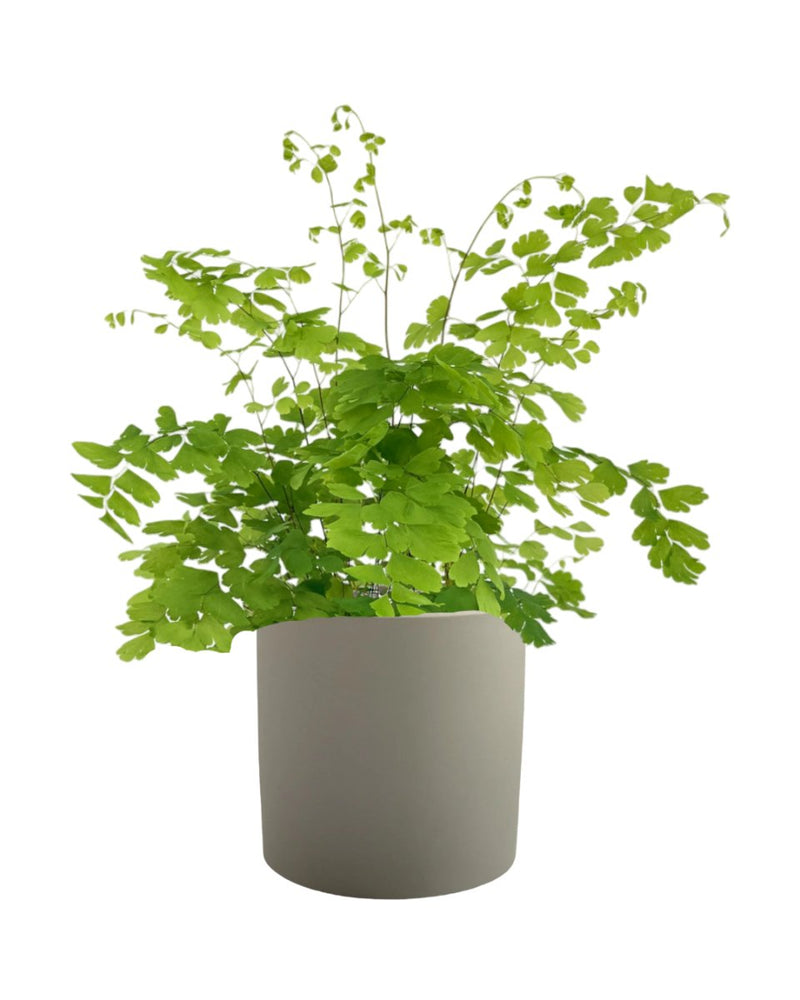 Adiantum - Maidenhair Fern Plant - grow pot - Potted plant - Tumbleweed Plants - Online Plant Delivery Singapore