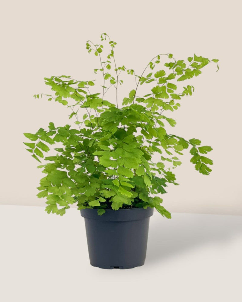 Adiantum - Maidenhair Fern Plant - grow pot - Potted plant - Tumbleweed Plants - Online Plant Delivery Singapore