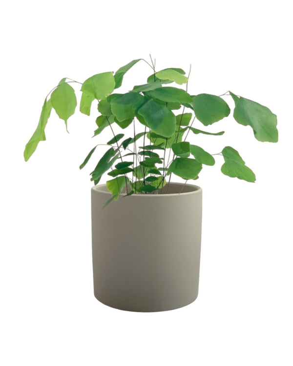 Adiantum Peruvianum - grow pot - Potted plant - Tumbleweed Plants - Online Plant Delivery Singapore