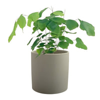 Adiantum Peruvianum