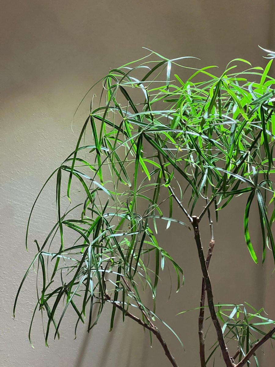 Adjustable Spotlight (2m) - Black - Accessory - Tumbleweed Plants - Online Plant Delivery Singapore
