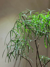 Adjustable Spotlight (2m) - Black - Accessory - Tumbleweed Plants - Online Plant Delivery Singapore