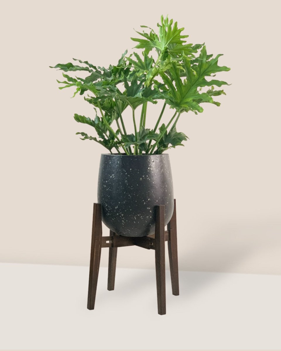 Adjustable Wood Stand - Walnut - Stand - Tumbleweed Plants - Online Plant Delivery Singapore