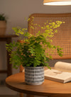 Adiantum - Maidenhair Fern Plant