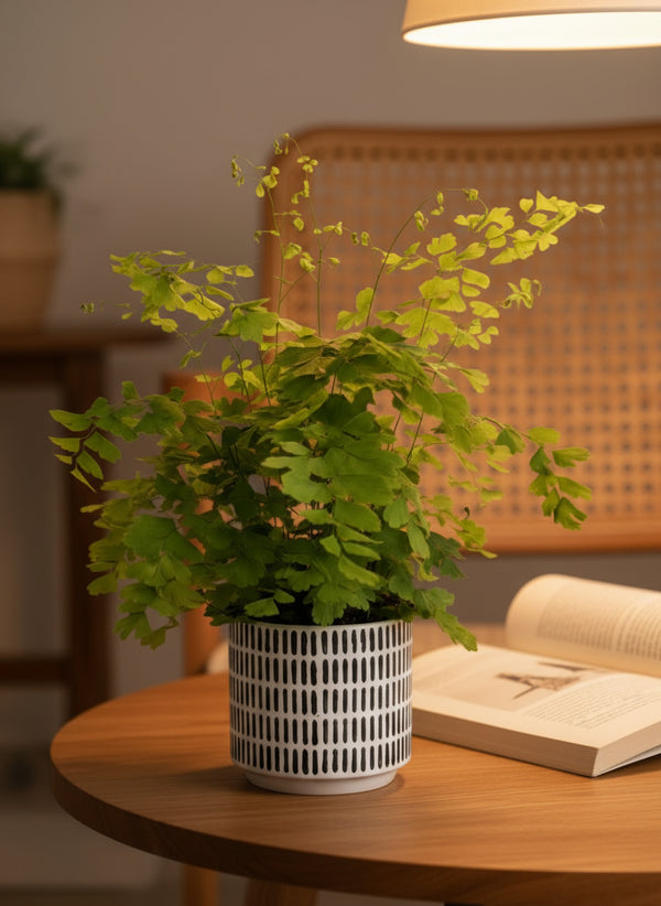Adiantum - Maidenhair Fern Plant