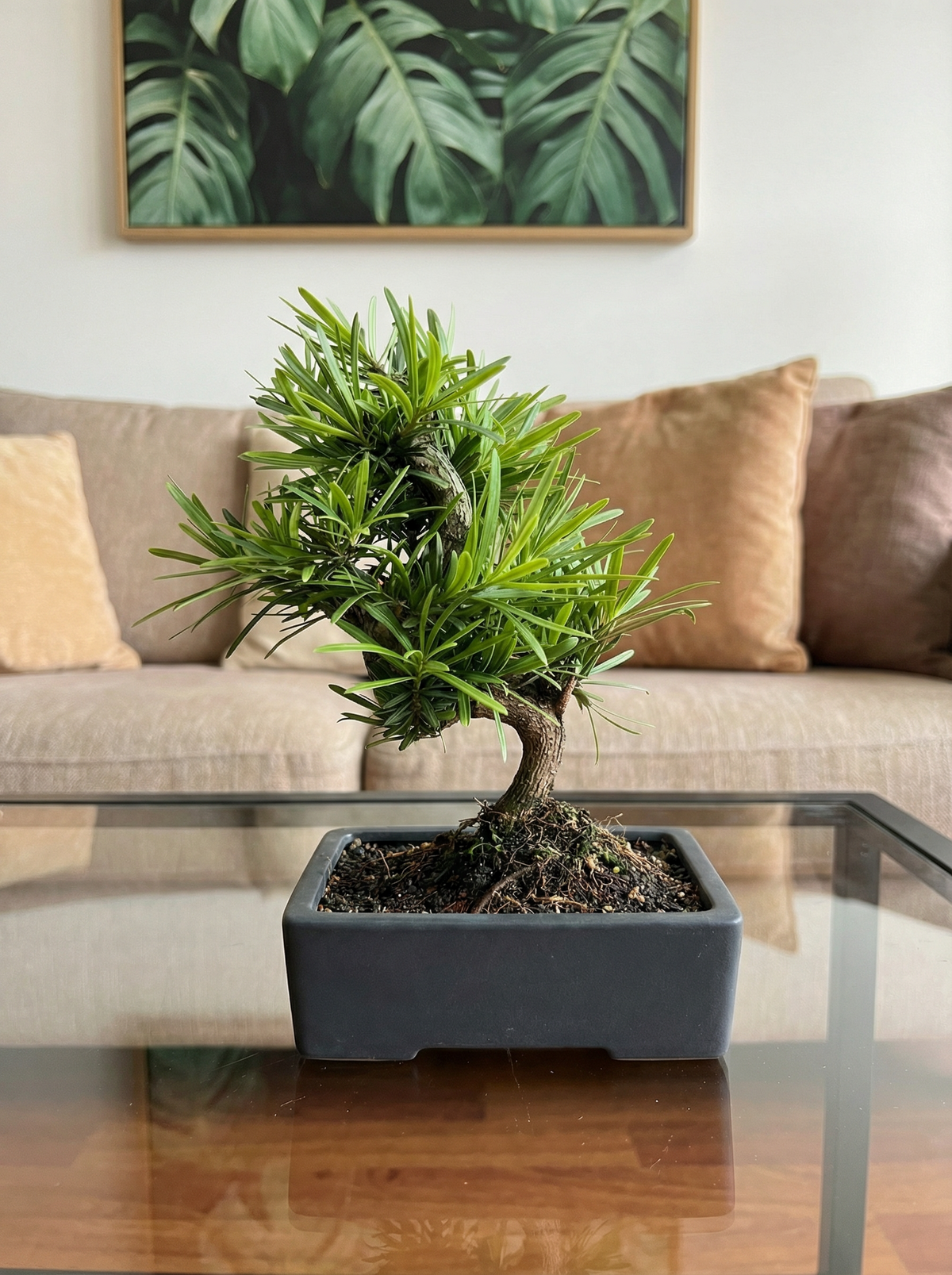 Podocarpus Macrophyllus Bonsai