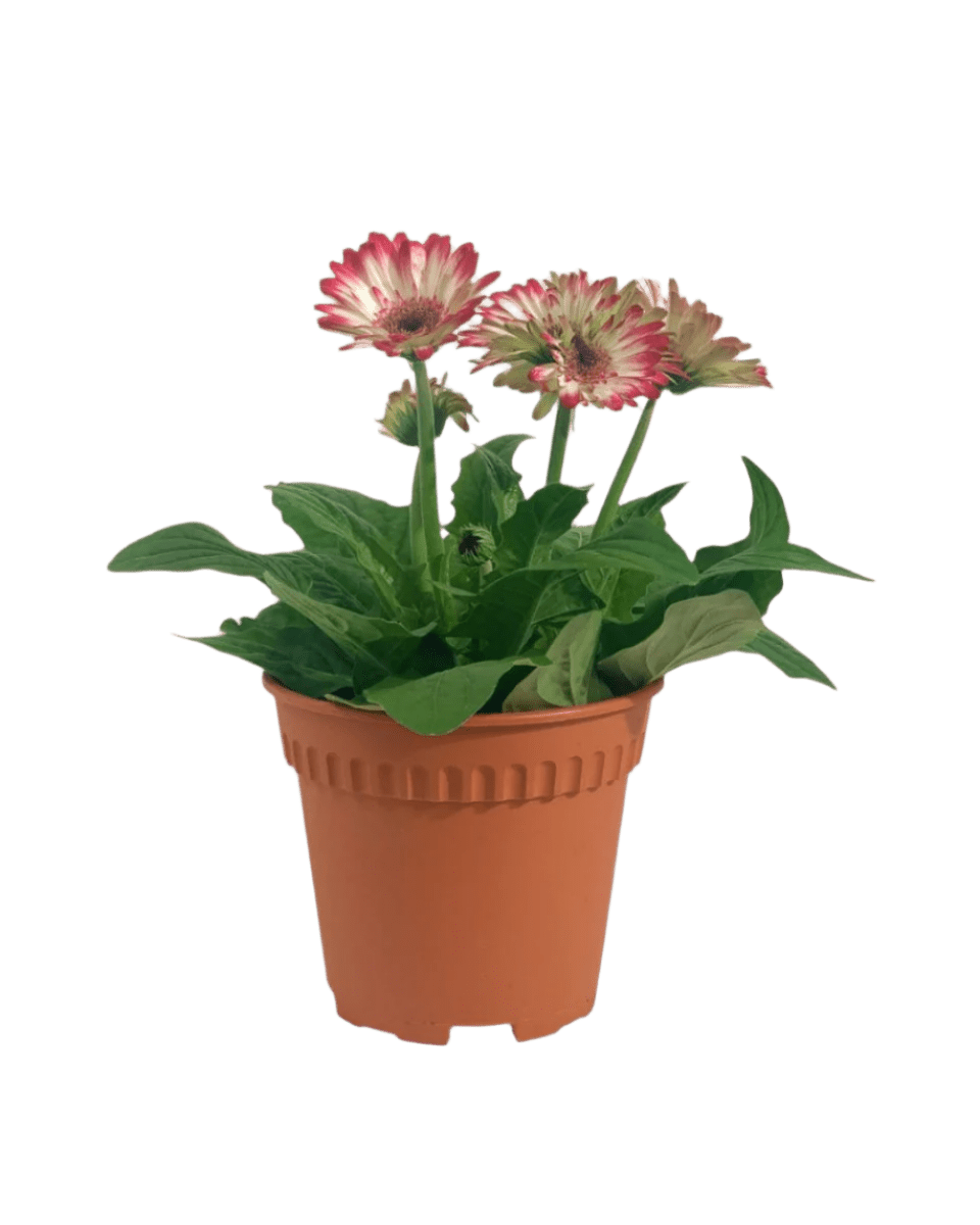 African Daisy - Potted plant - POTT - AFRI - HNG - 5120 - Tumbleweed Plants - Online Plant Delivery Singapore