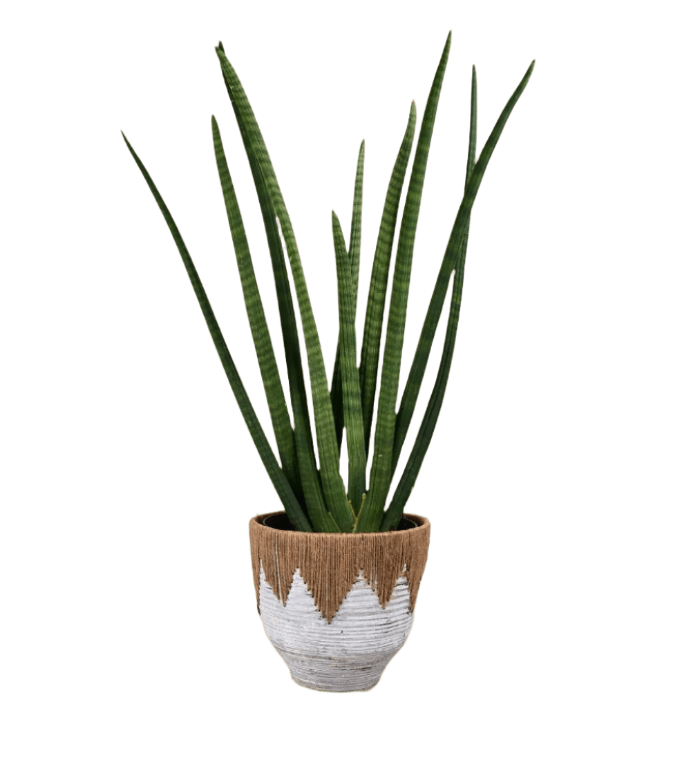 African Spear Plant - grow pot - Potted plant - Tumbleweed Plants - Online Plant Delivery Singapore