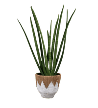 African Spear Plant - grow pot - Potted plant - Tumbleweed Plants - Online Plant Delivery Singapore