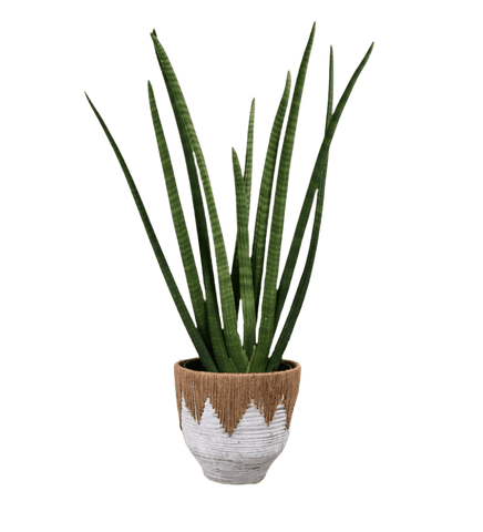 African Spear Plant