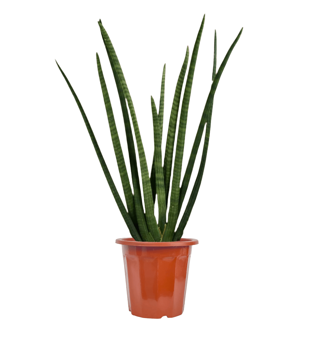 African Spear Plant - Potted plant - GIFT - AFRI - GRW - 2725 - Tumbleweed Plants - Online Plant Delivery Singapore