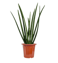 African Spear Plant - Potted plant - GIFT - AFRI - GRW - 2725 - Tumbleweed Plants - Online Plant Delivery Singapore