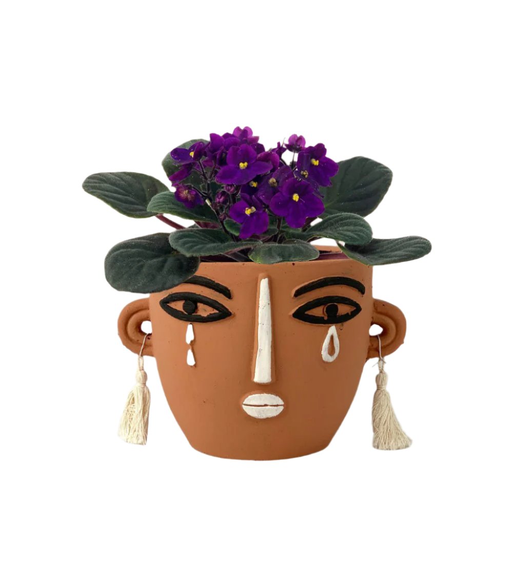 African Violet - brown short polly planter - Potted plant - Tumbleweed Plants - Online Plant Delivery Singapore