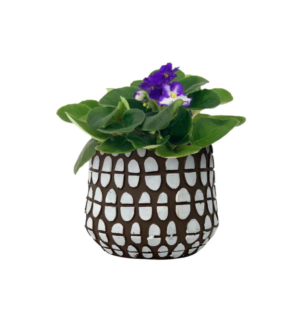 African Violet - spotti brow planter - Potted plant - Tumbleweed Plants - Online Plant Delivery Singapore