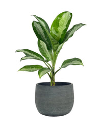 Aglaonema Pattaya Beauty - grow pot - Potted plant - Tumbleweed Plants - Online Plant Delivery Singapore