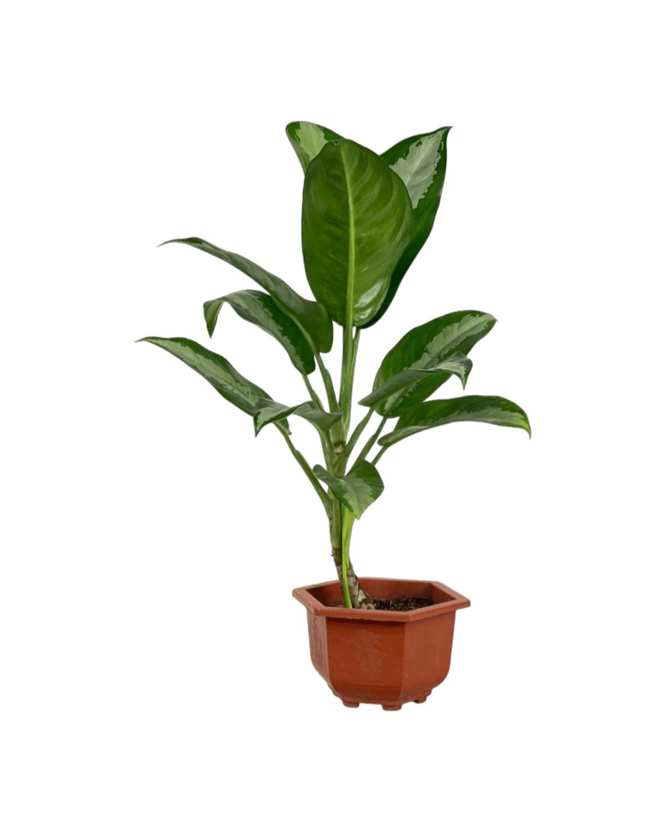 aglaonema pataya Aglaonema Pattaya Beauty