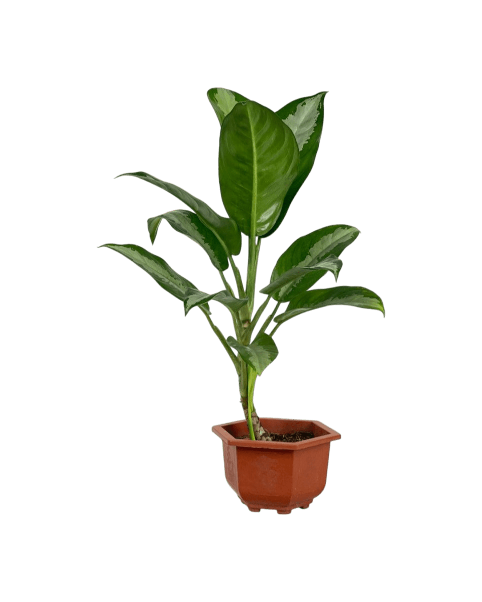 Aglaonema Pattaya Beauty - grow pot - Potted plant - Tumbleweed Plants - Online Plant Delivery Singapore