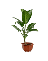 Aglaonema Pattaya Beauty - grow pot - Potted plant - Tumbleweed Plants - Online Plant Delivery Singapore