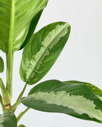 aglaonema pattaya care Aglaonema Pattaya Beauty