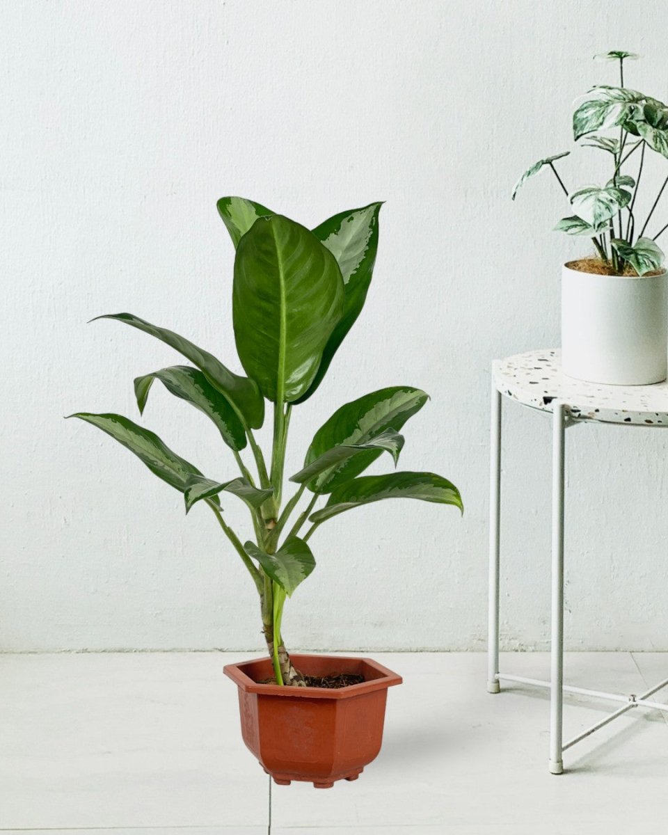 Aglaonema Pattaya Beauty - grow pot - Potted plant - Tumbleweed Plants - Online Plant Delivery Singapore