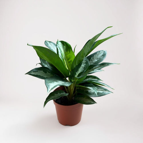 Aglaonema Pattaya Diamond Baby - Potted plant - POTT - AGLA - GRW - 7456 - Tumbleweed Plants - Online Plant Delivery Singapore