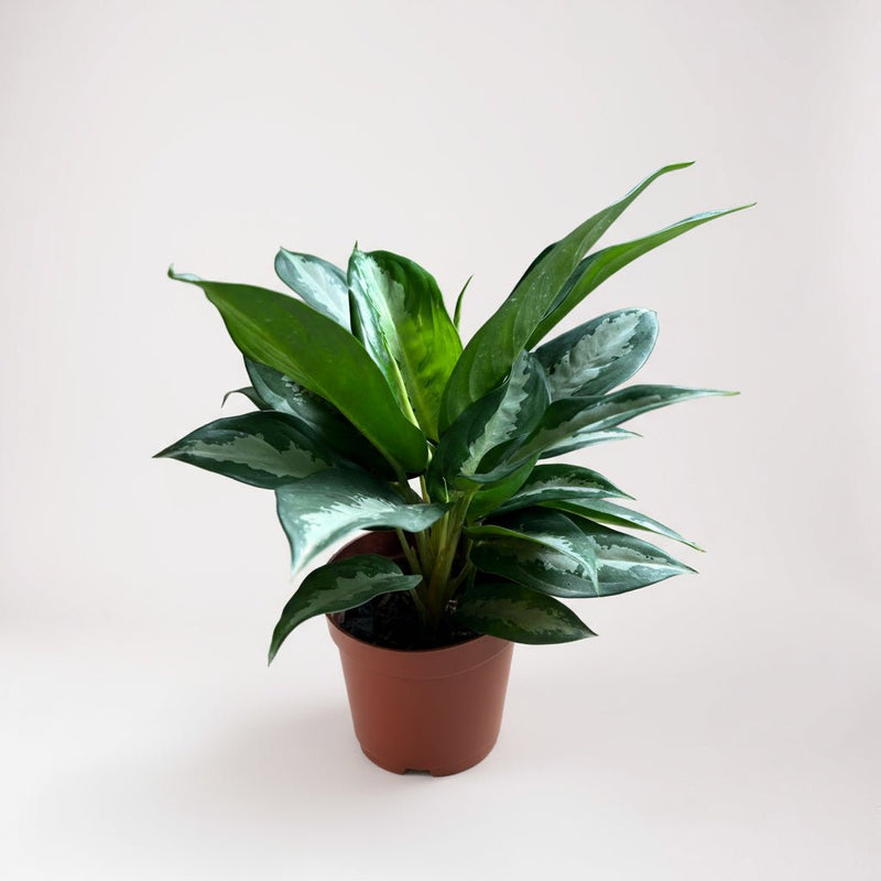 Aglaonema Pattaya Diamond Baby - Potted plant - POTT - AGLA - GRW - 7456 - Tumbleweed Plants - Online Plant Delivery Singapore