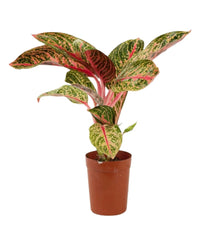 Aglaonema Pride of Sumatra - grow pot - Potted plant - Tumbleweed Plants - Online Plant Delivery Singapore