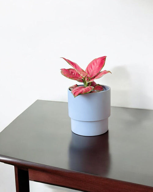 Aglaonema Red Joy - Potted plant - POTT - AGLA - GRW - 6404 - Tumbleweed Plants - Online Plant Delivery Singapore