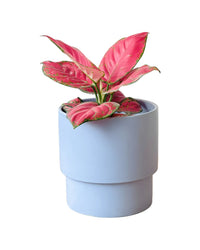 Aglaonema Red Joy - grow pot - Potted plant - Tumbleweed Plants - Online Plant Delivery Singapore