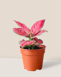 Aglaonema Red Joy - grow pot - Potted plant - Tumbleweed Plants - Online Plant Delivery Singapore