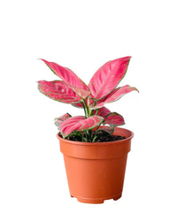 Aglaonema Red Joy - grow pot - Potted plant - Tumbleweed Plants - Online Plant Delivery Singapore