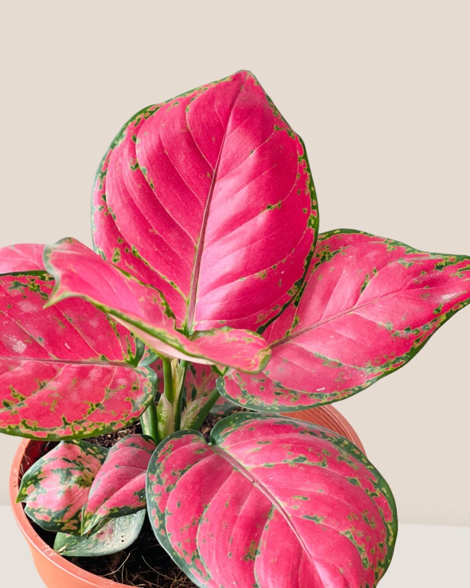 Aglaonema Red Joy - grow pot - Potted plant - Tumbleweed Plants - Online Plant Delivery Singapore